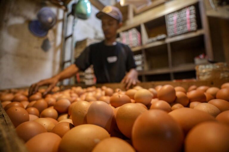 Pemerintah Diminta Perbanyak Ayam dan Telur di Menu MBG, Peternak Bisa Terima Rp31,68 Triliun
