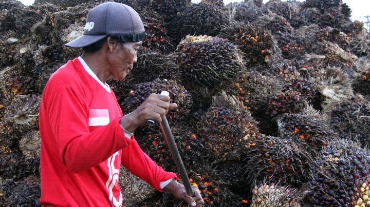 Pengusaha Jelaskan Penyebab Daya Tawar Petani Sawit Rendah