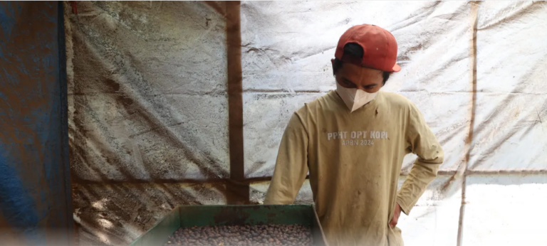 Puncak Musim Panen Kopi Berakhir
