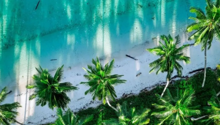 Potensi komoditas kelapa dalam Berau janjikan iklim investasi