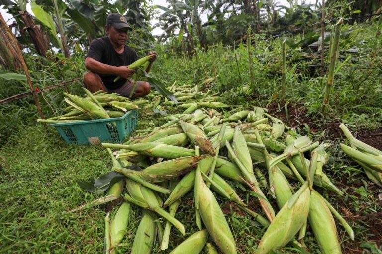 NTP Pecah Rekor, Kementan Klaim Kesejahteraan Petani Padi Tertinggi 8 Tahun