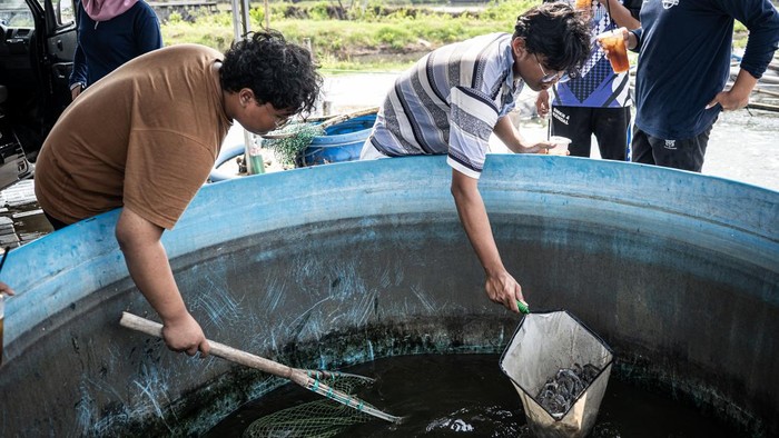 Tambak Modern Udang Vaname Hadirkan Solusi Budi Daya Efisien